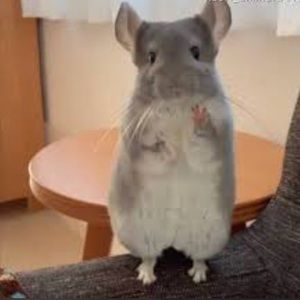 Meet your Posher, Manny